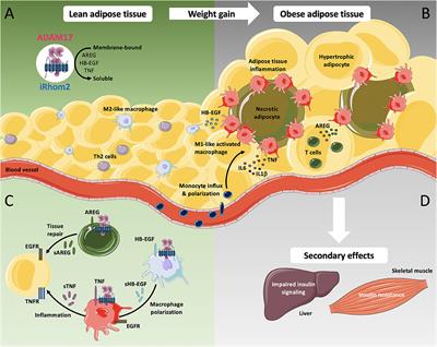 The Role of iRhom2 in Metabolic and Cardiovascular-Related Disorders